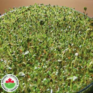Sandwich Booster Mix Sprouts Organic Thumbnail